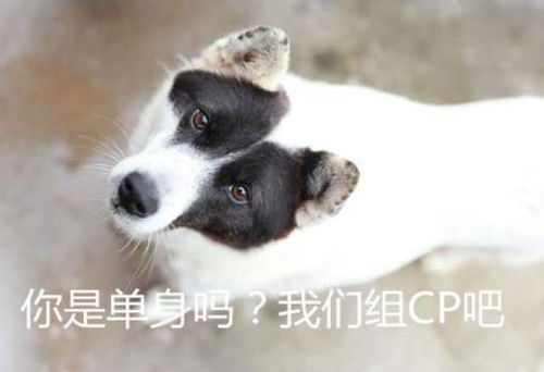 cpdd是啥意思